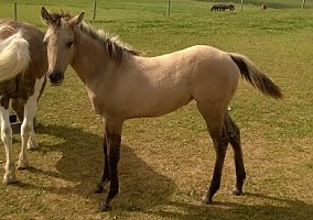 Quarter Horse (Quarter Horse, Mare) in State College, PA