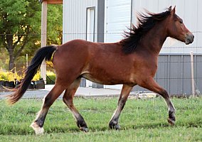 Welsh Pony and Cob (Welsh Pony and Cob, Gelding) in Okarche, OK