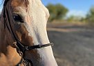 Quarter Pony - Horse for Sale in Salado, TX 76571