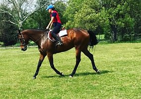 Talented, Athletic TB Gelding Thoroughbred Gelding