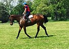 Talented, Athletic TB Gelding Thoroughbred Gelding