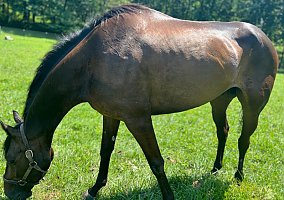 Thoroughbred (Thoroughbred, Gelding) in Westminster, MD