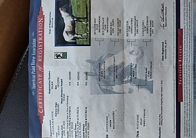 Paint (Paint, Gelding) in Calhoun, LA
