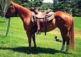 Quarter Horse (Quarter Horse, Mare) in Fairfax, VT