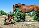 Mustang - Horse for Sale in Fort Collins, CO 80524 Mustang - Horse for Sale in Fort Collins, CO 80524