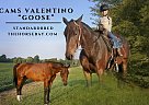 Standardbred - Horse for Sale in Reynoldsburg, OH 43068 Standardbred - Horse for Sale in Reynoldsburg, OH 43068