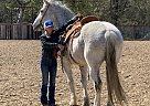 Paint - Horse for Sale in Los angeles, CA 90001