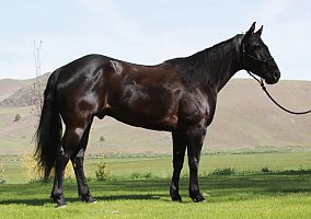 Black (Quarter Horse, Gelding) in Pittsburgh, PA