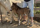 Miniature - Horse for Sale in Springdale, WA 99173 Miniature - Horse for Sale in Springdale, WA 99173