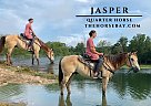 Quarter Horse - Horse for Sale in Coatesville, PA 19320 Quarter Horse - Horse for Sale in Coatesville, PA 19320