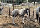 Miniature - Horse for Sale in Springdale, WA 99173
