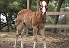 Flashy Stoli My Heart Filly ONE Tough Glow