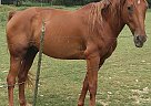 Gem (Goldie's Country Gem) Gem