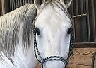 Gray Gelding For Sale Gus
