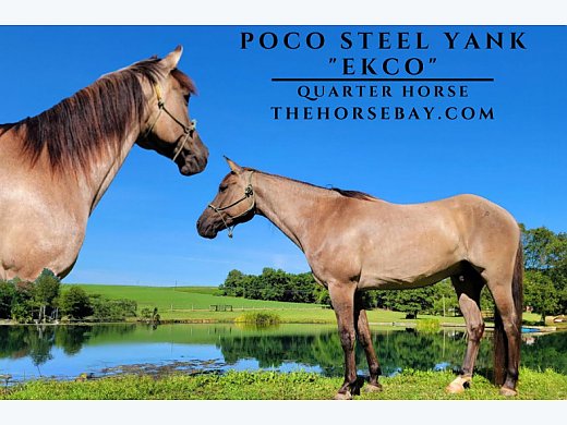 Grullo Quarter Horse