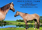 Quarter Horse - Horse for Sale in Hanover, PA 17331 Quarter Horse - Horse for Sale in Hanover, PA 17331