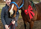 Lucy - Mare in Salmon Arm, BC Lucy - Mare in Salmon Arm, BC