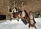 Paint - Horse for Sale in , CO 81521