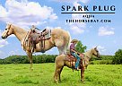 Quarter Horse - Horse for Sale in Willow Springs, MO 65793 Quarter Horse - Horse for Sale in Willow Springs, MO 65793