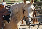 Little Joe - Gelding in Paonia, CO Little Joe - Gelding in Paonia, CO
