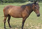 Pride (Storm's Pride Of Goldie) Pride