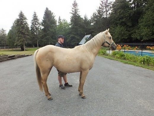 QH Palomino Filly