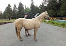 Quarter Horse - Horse for Sale in Carp, ON k2g3t7 Quarter Horse - Horse for Sale in Carp, ON k2g3t7