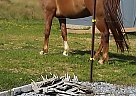Easy - Mare in Boaz, KY Easy - Mare in Boaz, KY