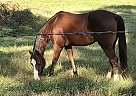 Quarter Horse Gelding Max