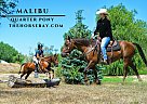 Quarter Horse - Horse for Sale in Fort Collins, CO 80524 Quarter Horse - Horse for Sale in Fort Collins, CO 80524
