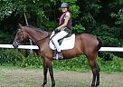 Standardbred - Horse for Sale in Eden Valley, ON L0L 2K0 Standardbred - Horse for Sale in Eden Valley, ON L0L 2K0