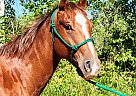 Appaloosa - Horse for Sale in Sebeka, MN 56477 Appaloosa - Horse for Sale in Sebeka, MN 56477