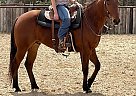 Paint - Horse for Sale in , TX 75205