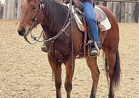 Paint (Paint, Gelding) in TX