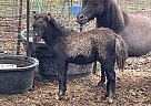 Miniature - Horse for Sale in Springdale, WA 99173 Miniature - Horse for Sale in Springdale, WA 99173