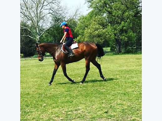 Talented, Athletic TB Gelding