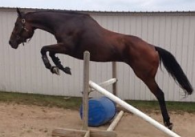 Talented (Thoroughbred, Gelding) in Niles, MI