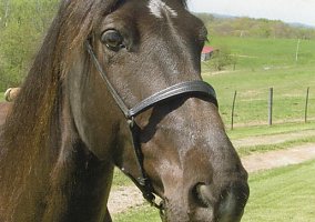 Tennessee Walking (Tennessee Walking, Mare) in Chicora, PA