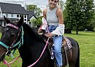 Quarter Horse - Horse for Sale in Kearney, MO 64060 Quarter Horse - Horse for Sale in Kearney, MO 64060