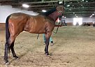 Bluenell - Gelding in Chicago Heights, IL Bluenell - Gelding in Chicago Heights, IL