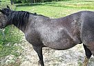 Blue Roan Quarter Horse Gelding Oliver