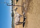 Quarter Pony - Horse for Sale in Clovis, CA 93611 Quarter Pony - Horse for Sale in Clovis, CA 93611
