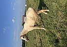 Arabian - Horse for Sale in Bloomfield, IA 52537