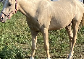 Arabian (Arabian, Gelding) in Bloomfield, IA