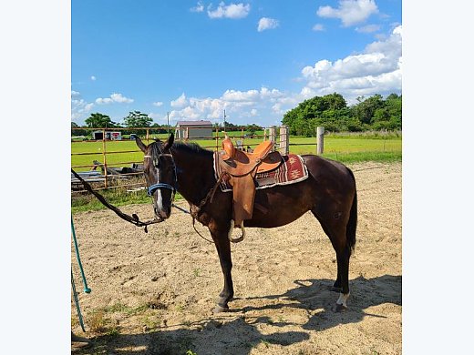 5 Year old Mare
