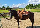 Quarter Horse - Horse for Sale in Enigma, GA 31749