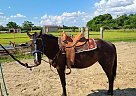 Quarter Horse - Horse for Sale in Enigma, GA 31749 Quarter Horse - Horse for Sale in Enigma, GA 31749