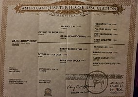 Quarter Horse (Quarter Horse, Mare) in Enigma, GA