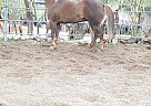 Granito - Gelding in Oakdale, CA Granito - Gelding in Oakdale, CA