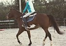 Tango - Hunter Mare for Sale Paint Mare